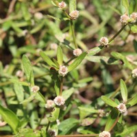 Alternanthera sessilis (L.) R.Br. ex DC.